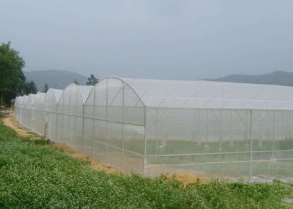 UV Resistant Vegetable Anti Mosquito Nets Greenhouse 50g / M2 - 130g / M2